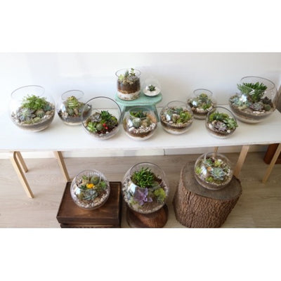 Our terrarium mini garden collection