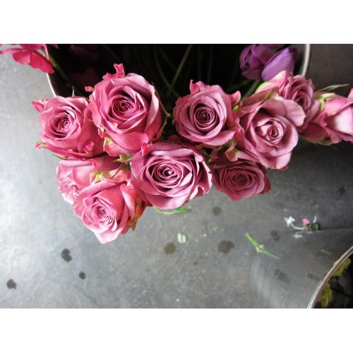 Hello Spring.