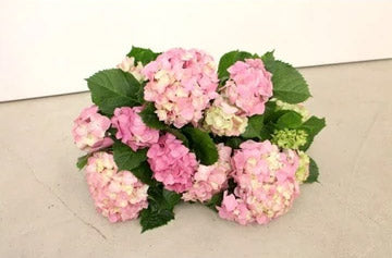 Best selling summer flowers in our store.