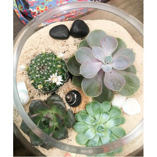 Terrarium Gift Ideas