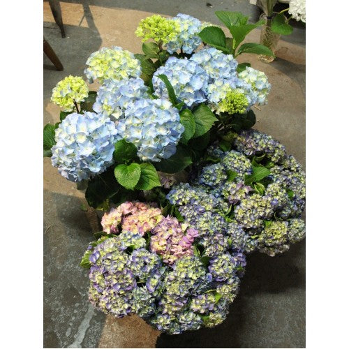 Summer Blooms!