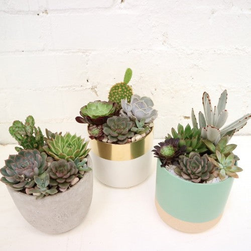 New addition to succulent Terrarium range