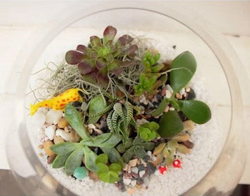 Our new range of Terrariums