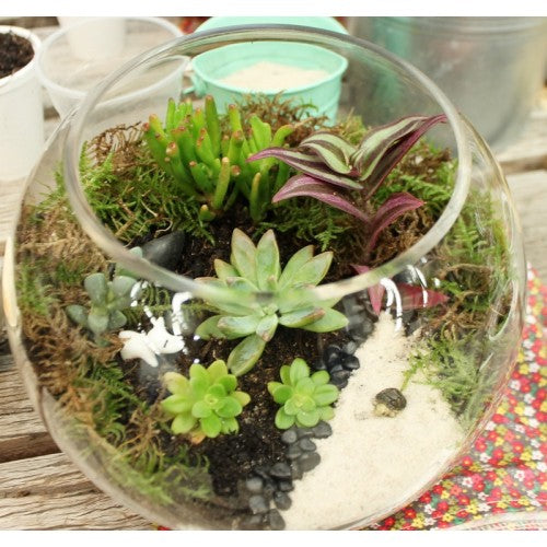 Terrarium Building workshop in August