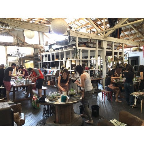 Terrarium Fun - Sydney DIY Workshop