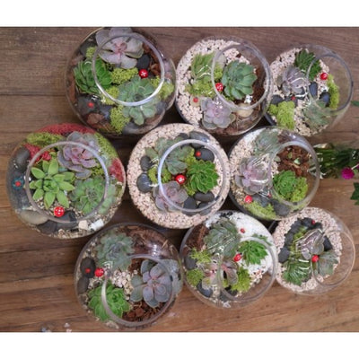 Succulent garden Terrarium workshops in January 2018