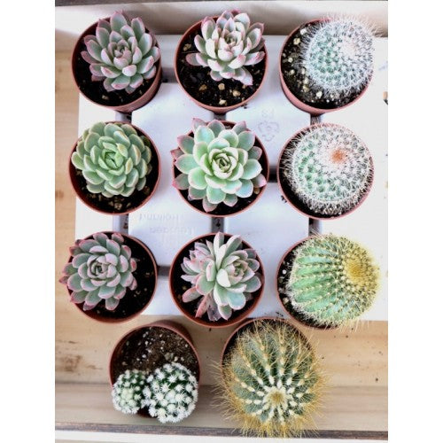 Terrarium workshop update
